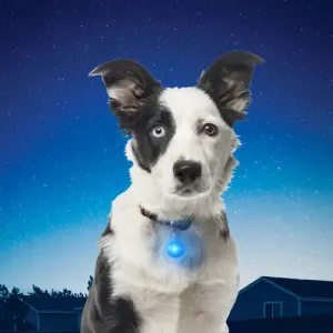 Niteize Spotlit Led Collar Light
